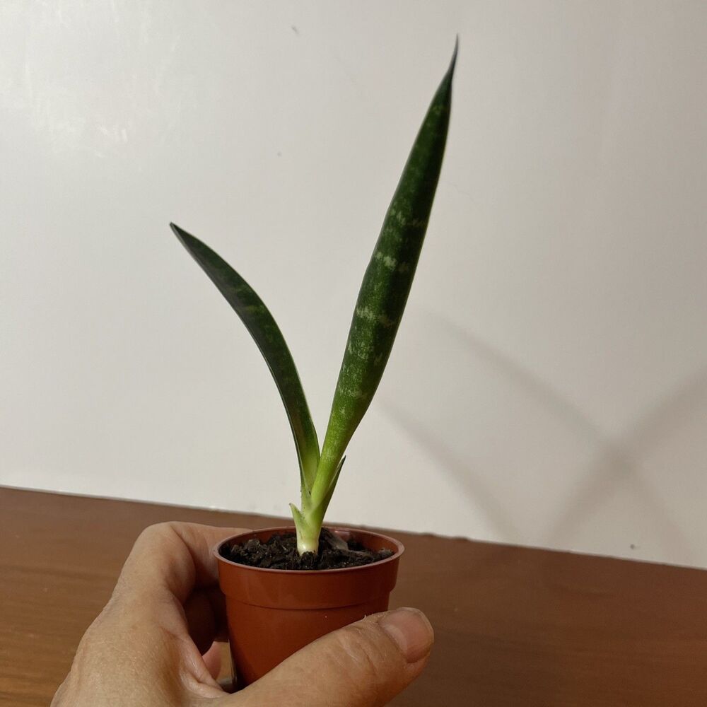 Snake Plant Sansevieria Fernwood Mikado Live Plant Houseplant easy care 6”
